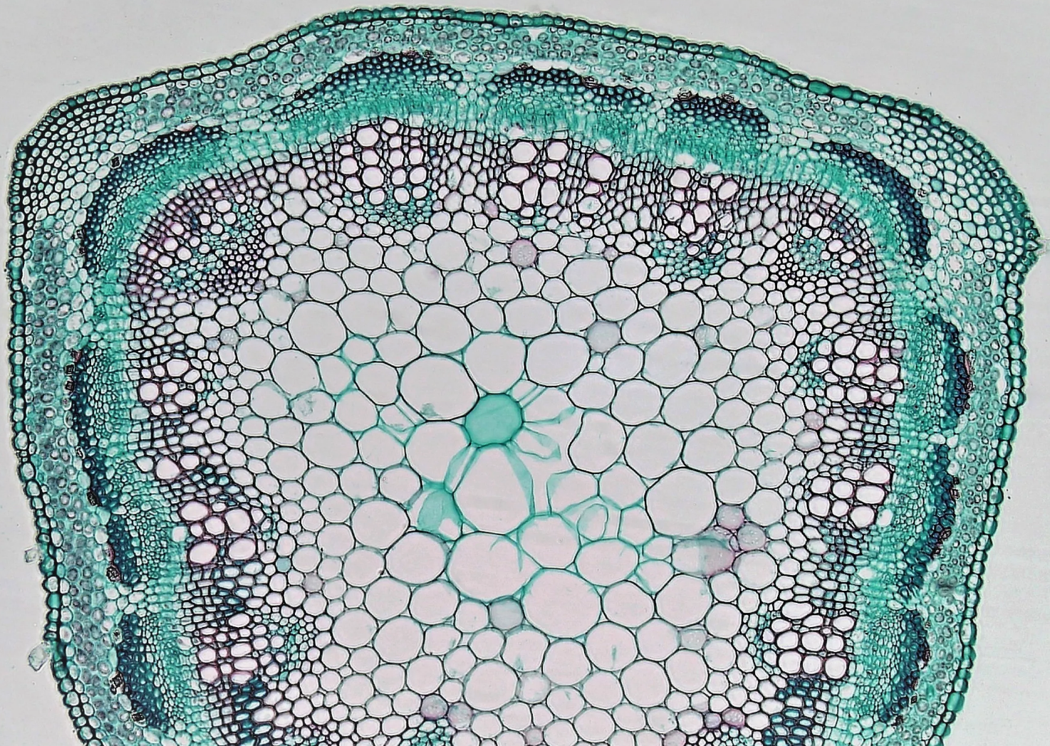 Срез кирказона