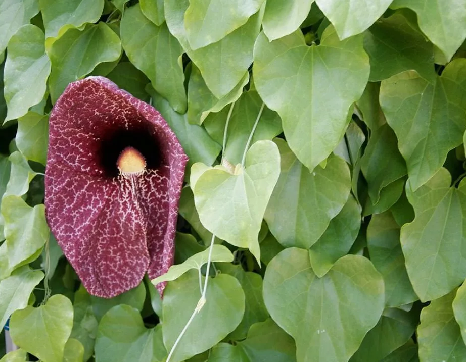 Кирказон as is